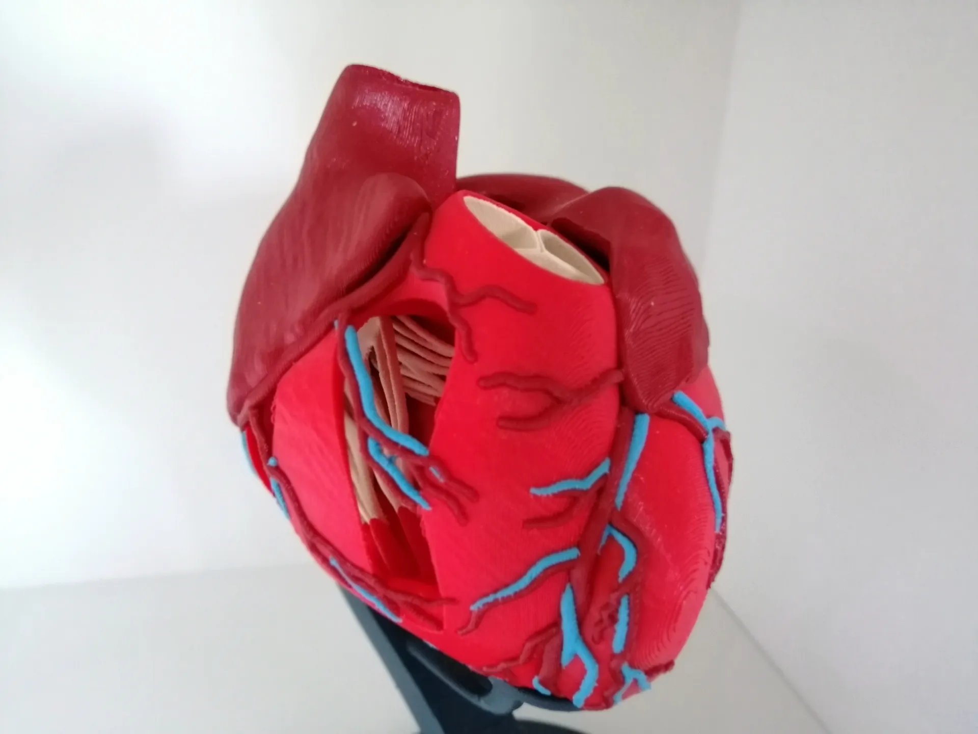 Anatomically correct human heart