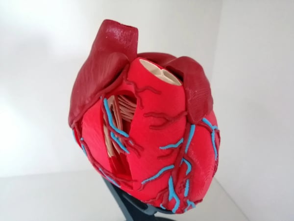 Cuore umano anatomicamente corretto